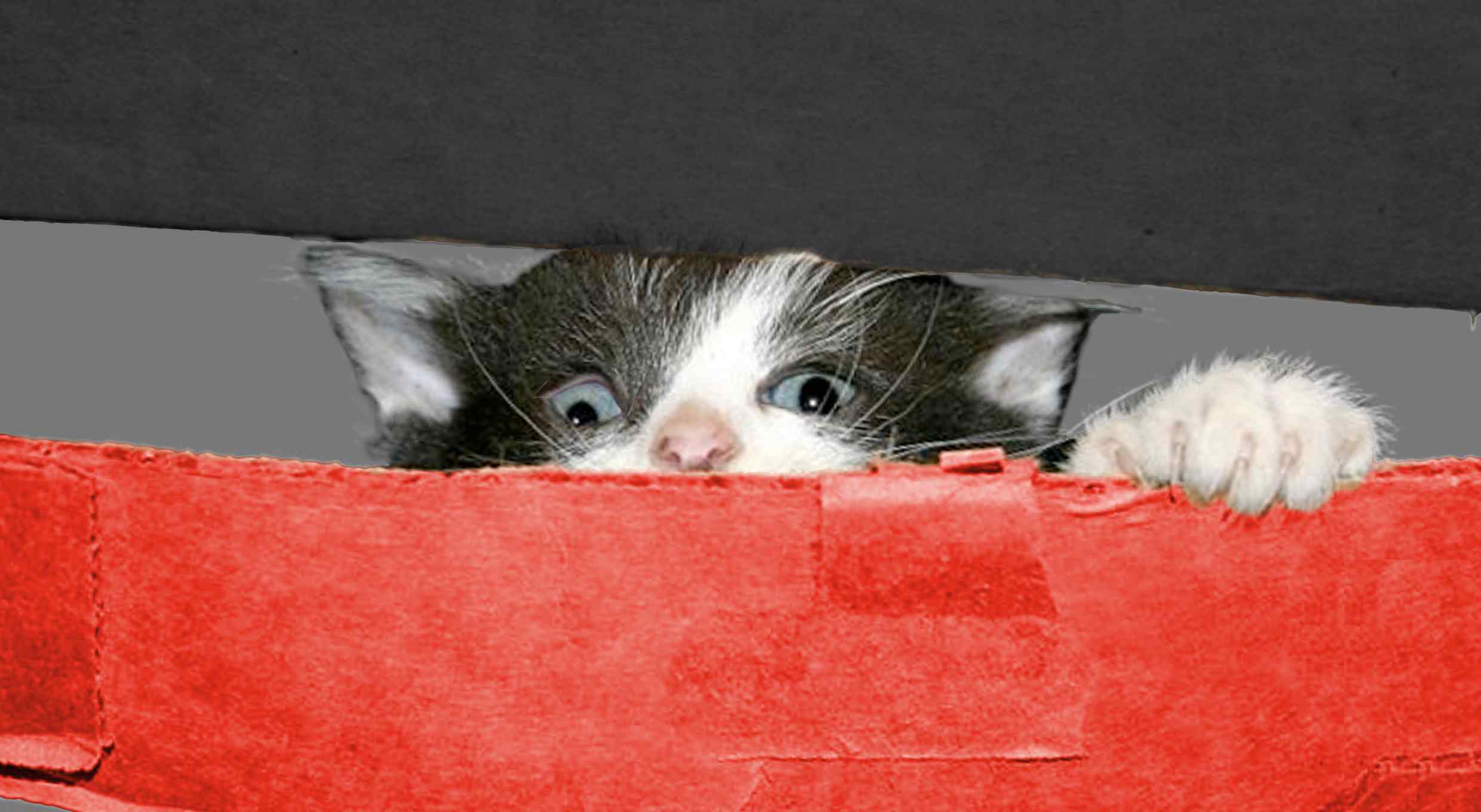 Mohrings Katze – oder: Was ist eigentlich eine „Projektregierung“?